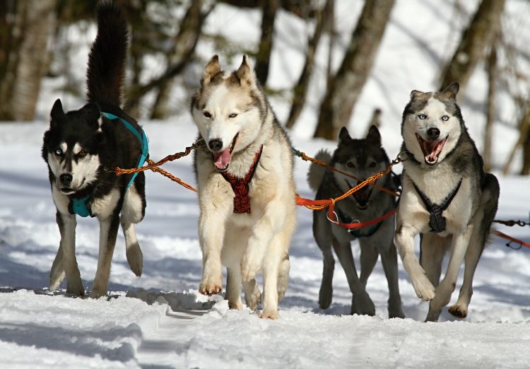 Les Meilleurs Endroits Pour Pratiquer Du Chien De Traîneau