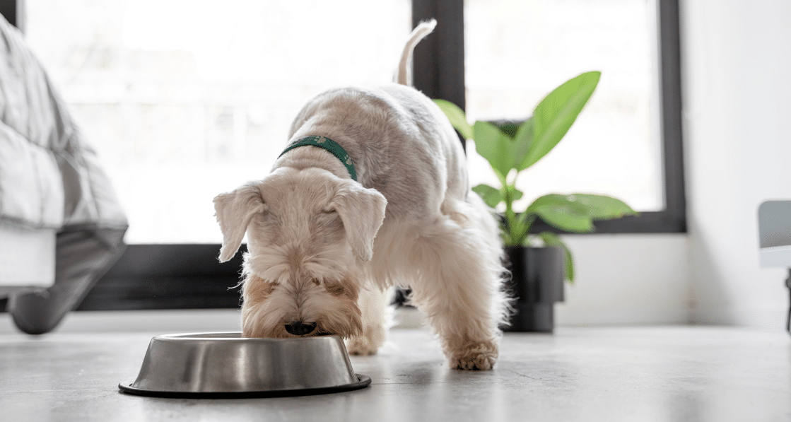Importance de la transition alimentaire chez un chien